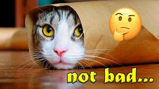 😆 Tik tok emoji pets video | Tik tok funny animal videos 2020 #2