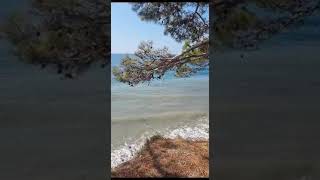 Бирюзовое спокойствие: Вид на море с края скалы среди кипарисов 🌊🌞  #views #travel  #shorts #short