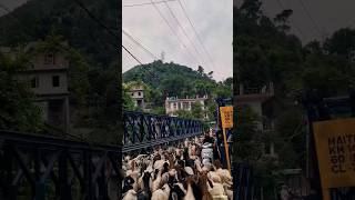 Nomads move along the Srinagar-Jammu National highway #nomads #jammuandkashmir #ramban