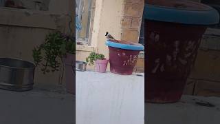 bird sound# Himalayan bulbul sound#cutebird #shortsvideo