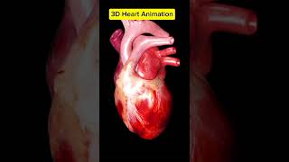 Heart beat animation #trendingshorts#trending#shortfeed#humanheart#shortvideo#heartbeat#viral