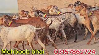 Makkhi chini 29 bakriyan 1 breeder bakra | Pakistan ki top class | Makkhi chini bakriyan