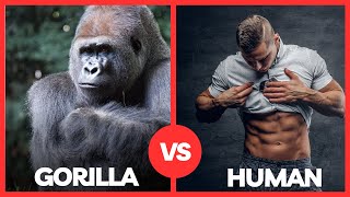 Gorilla Power Unleashed: Can Humans Keep Up?