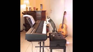 Cat 🐈 Playing Piano 🎹 ..........sweet Piano #catpiano