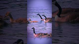 Cute Baby Geese - Can You Count Them All?