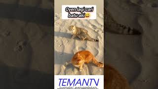 Oyen berburu batu aki demi sang pujaan hati #oyen #kucinglucu