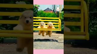 Cute puppy #cute #puppydog #puppies #puppyvideos #love #viralvideos #trendingshorts #shorts