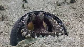 Coconut Octopus flips coconut shell over it's body to protect itself ( Amphioctopus marginatus )