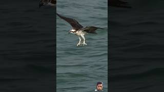 Crazy ospreys cought a hug catfish and get to the skies #booger #ospreys #eagle #shorts #trendig