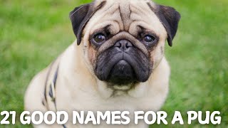 21 Good Names for Your Pug! 🐶💖