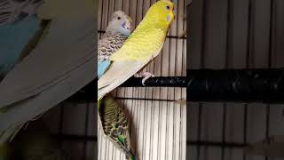 Budgie breeding tips #budgies #birds