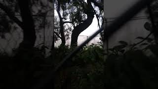 viento huracanado en Tultepec.(1)