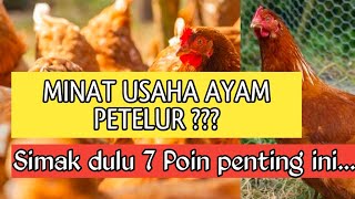 7 TIPS SEBELUM MEMULAI USAHA AYAM PETELUR