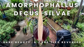 Amorphophallus decus-silvae The Crown Jewel of Rainforest Plants | Fascinating History & Care Tips