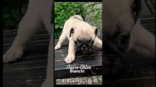 Our baby gurl #danganddidi #furbaby #shorts #shortvideo #pug #dog #doglover #chloebianchi