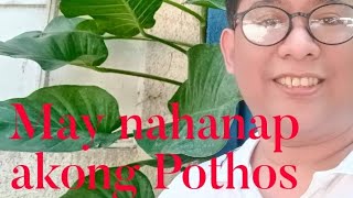 May nahanap akong Giant Pothos