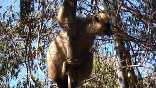 Lémurien de Madagascar