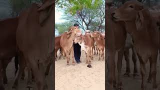 Top gir breeding farm in haryana Naloi