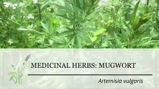 Mugwort