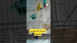 كيف اصبح تغريد ذكر #كناري_ساتني #تزاوج_الكناري #الكناري #كناري #canary #animals