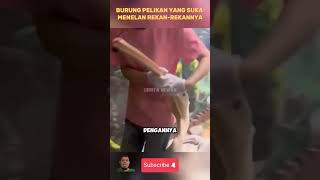 Pelikan yang suka meneraln rekan kerjany#shorts