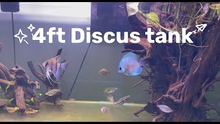 discus fish tank | 4ft aquarium setup | 4ft aquarium tank | Greening Aquascape #aquarium #discus