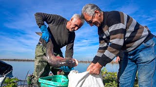 Exciting fishing of herd of cattle in the most beautiful and pristine wetland in the north of Iran