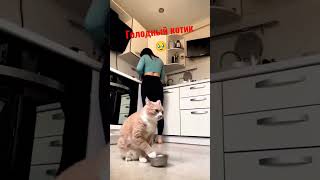 Никто не накормит этого котика🙀 #shorts