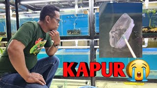 Cara menanggulangi kadar kapur yang tinggi pada media air - Breeder wajib tau