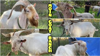 Moin Goat Ranch🔥 Mahapoli Ke Exotic's || Al Mehtab Goat Farm