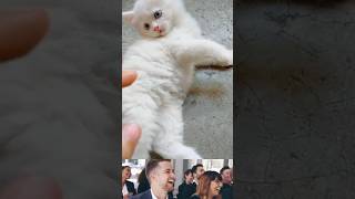 Top Funny Cute Kitten Random Viral Clips😂|| #shortsvideo 