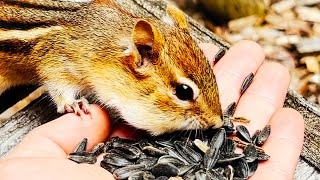 Irish Guy First Chipmunk Experience