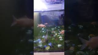 Fish in the aquarium