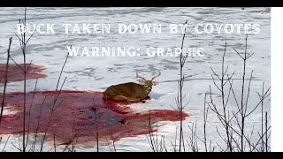 Nature is Metal - Coyotes Eat Whitetail Buck Alive