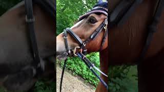 Cutie pony❤️🫶🏻 #pony #shortvideo #horse #cute #cutepony