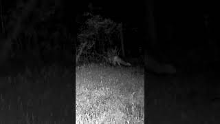 Young fox is checking out the fence line in our backyard. #shorts #wildlife #trailcam #fox #backyard