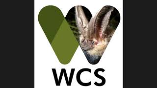 Wildlife Conservation Society Canada: Bat Conservation Program