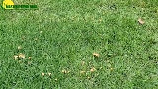 Why are mushrooms in a circle growing in my lawn?