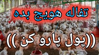 تغذیه مرغ , نکات پرورش مرغ ,روش های  بهینه سازی مرغداری , تاثیر تفاله هویج در جوجه گوشتی