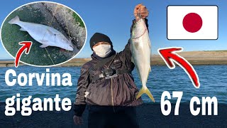 PESCA DE CORVINAS GIGANTES EN JAPON 15 Kilos  - MI PRIMERA CAPTURA 🇯🇵🎣🐟