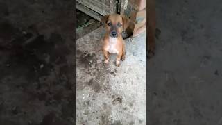 OMG ye kya ho gya😱😱😱😱😭😭😭😭😭🥹🥹💞💞💞💝💝#viral  #dog #viralshort  #doglover #video#shorts#sad