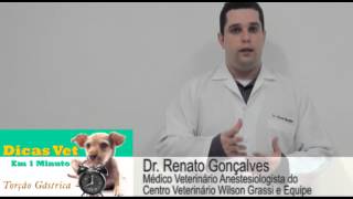 Dicas Vet Em 1 Minuto | Torção Gástrica em cães