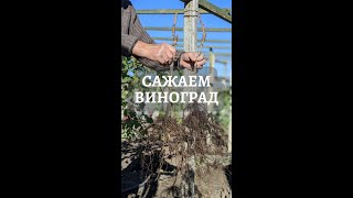 Завтра Ноябрь ! Начинаем сажать Виноград 🎉