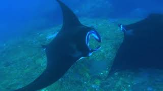 Swimming with Manta Rays 📍Nusa Penida, Bali 🏝️ 4K snorkelling 🤿