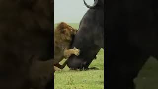 The male lion knocks down the buffalo quickly