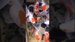 🔥 Red cap goldfish ||🔥 Bable Eay Goldfish || Oranda goldfish || Goldfish || #viral #fish #shortvideo