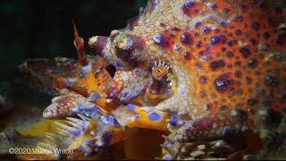 PUGET SOUND KING CRAB in British Columbia