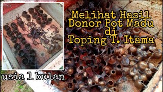 Perkembangan Toping Hasil donor Pot Madu Buatan usia 1 Bulan | Heterotrigona Itama | Stingless Bee