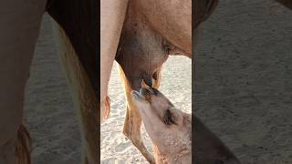 baby lips baby feeding milk #animals #camel #desert