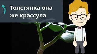 Толстянка она же крассула